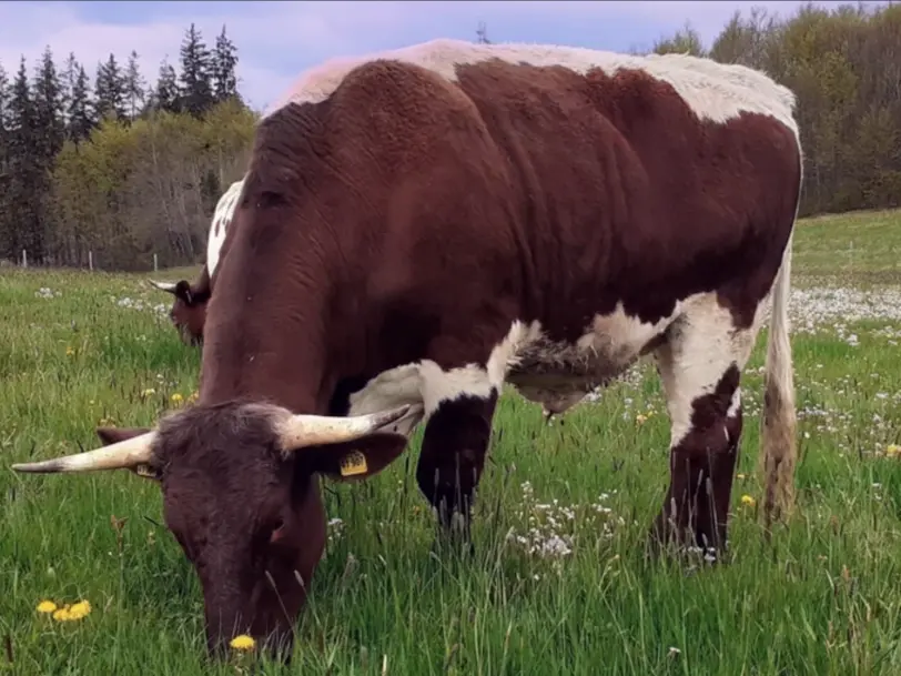 Biohof Vögelesmühle in Haldenwang
